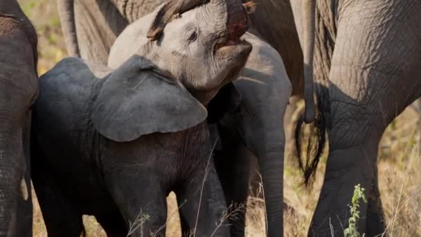 一头大象被其他大象包围着 在它的背上捡起并扔掉了一棵连根拔起的植物 最终在一天的时间里 在非洲的一次狩猎中 它掉到了地上 — 图库视频影像