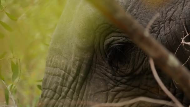 在非洲的一次狩猎活动中 特写镜头部分地展现了一头大象的头和树枝在白天的前景 — 图库视频影像