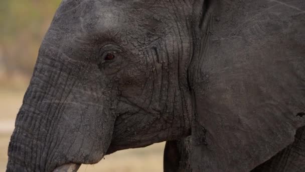 Vista Lateral Primer Plano Enfocada Cabeza Elefante Mientras Camina Sobre — Vídeos de Stock