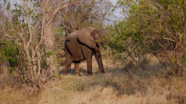 Afrika safarisinde gündüz vakti çimde yürüyen ve ağaç dalları arayan bir filin gündüz görüntüsü.