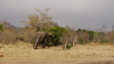 Bir Afrika safarisinde, sıcak bir günde kuru, uzun çimenlerde çeşitli ağaçlara karşı yürüyen bir filin gündüz çekimleri.