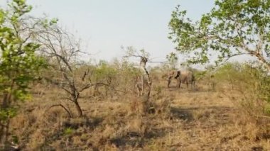 Sağdan sola hareket eden bir kukla, Afrika 'da gündüz safarisinde çayırlarda ağaçlar ve bitkilerle yürüyen filleri gösteriyor.