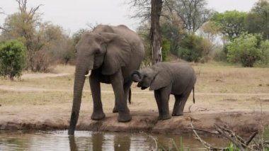 Afrika safarisinde gündüz vakti nehirden su toplayan bir fil ve yavrusunun geniş bir görüntüsü.