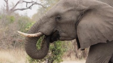 Afrika 'daki bir safaride gündüz vakti arka planda ağaçlar ve çalılarla su içerken bir filin kafasına odaklanan yakın çekim.