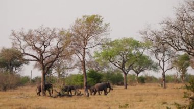 Afrika 'da bir safaride çimde yürüyen ve uzun ağaçların yanından geçen fillerin geniş bir görüntüsü.