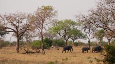Bir Afrika safarisinde gündüz vakti çimlerin üzerinde sağ tarafa doğru yürüyen fillerin geniş bir görüntüsü.