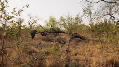 Sağdan sola hareket eden bir kukla, Afrika 'da gündüz safarisinde çayırlarda ağaçlar ve bitkilerle yürüyen filleri gösteriyor.
