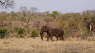 Afrika safarisinde çayırlarda yürüyen yalnız bir filin gündüz çekimleri.