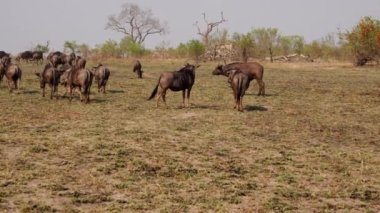 Bufalo ve antilopları gösteren, safaride ayakta duran, yürüyen, otlayan ve çeşitli ağaçlara karşı koşan Pan çekimi Güney Afrika 'da sıcak bir günde