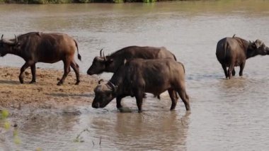 Afrika safarisinde çamurlu nehir suyunda yürüyen buffaloların gündüz çekimleri.