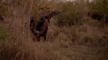 Afrika 'daki bir safaride diğer bufalolarla birlikte uzun ve kuru çimenlerde otlayan bir bufalonun geniş açılı görüntüsü.