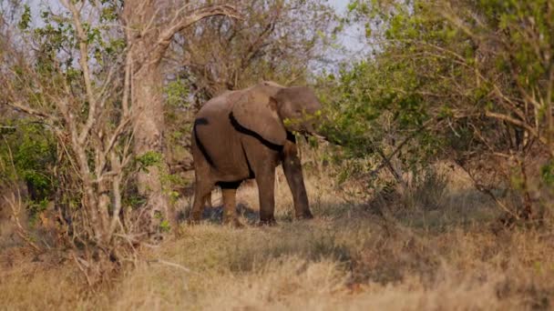 乾燥した草の上を歩くゾウの昼間のワイドショット アフリカのサファリで昼間の木の枝のためのスカベンジ — ストック動画