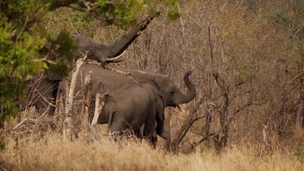 Elefante Acompañado Terneros Que Busca Una Rama Durante Día Safari — Vídeos de Stock
