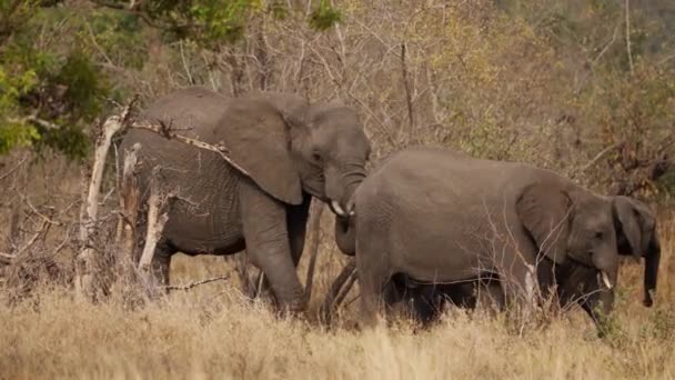 Amplio Plano Elefante Mirando Cámara Levantando Tronco Mientras Los Otros — Vídeos de Stock