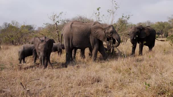 南アフリカ共和国で暑い日の間に様々な木に対して 草の畑に立って餌をやる象の群れ — ストック動画