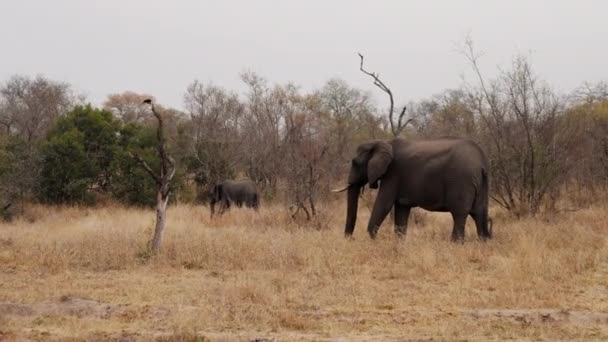 Una Amplia Toma Dos Elefantes Pie Campo Hierba Seca Contra — Vídeos de Stock