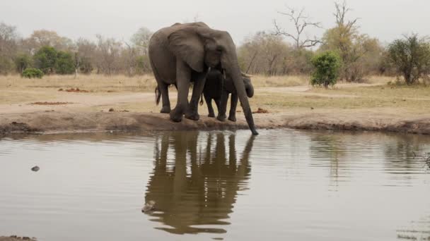 在非洲的一次狩猎活动中 一头大象和它的小腿在白天用树干从河里取水喝水 — 图库视频影像