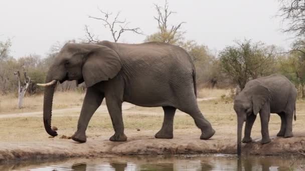 Ein Breiter Schwenk Von Rechts Nach Links Zeigt Einen Elefanten — Stockvideo