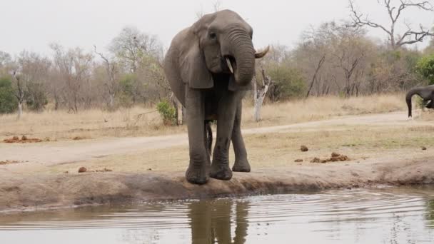 Plano Diurno Que Muestra Vista Frontal Elefante Bebiendo Agua Del — Vídeos de Stock