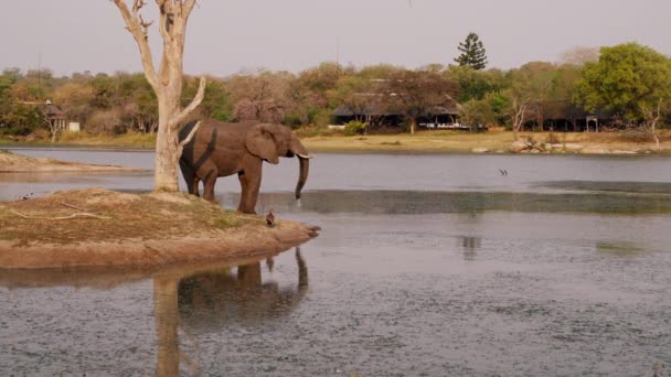 Całodzienne Ujęcie Pokazujące Boczny Widok Słonia Pijącego Wodę Ptakami Przelatującymi — Wideo stockowe