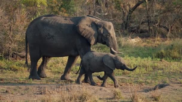 在非洲的一次狩猎活动中 一头大象带着它的小腿在白天散步的全景照片 — 图库视频影像