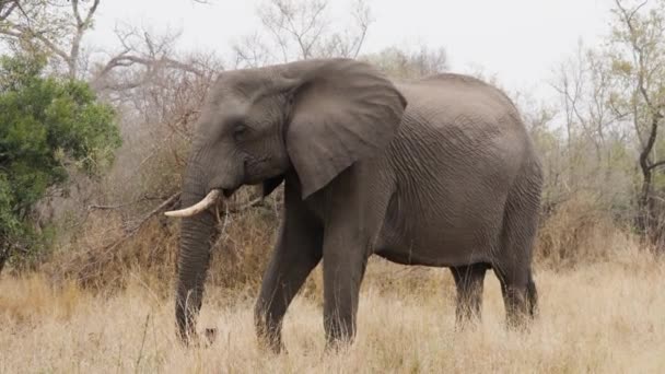 アフリカのサファリの様々な木や茂みに対して乾燥した背の高い草の上に立っている一人の象の昼間のショット — ストック動画