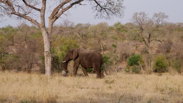 Daytime Pan Shot Lone Elephant Walking Grass Passing Tree Trunk — Stock Video