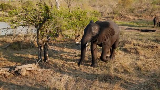 在非洲的一次狩猎活动中 一只大象在白天吃草的时候走路的跟踪镜头 — 图库视频影像