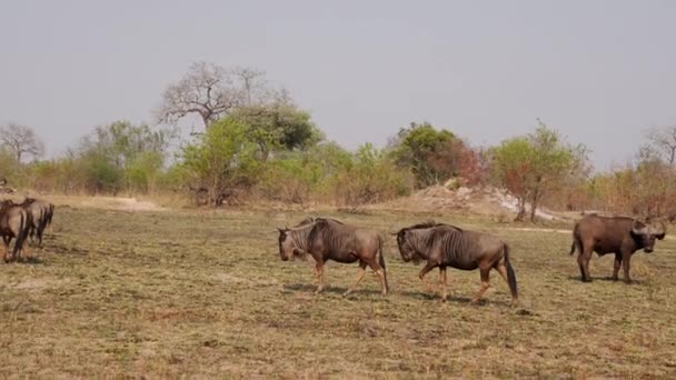 Tracking Shot Van Twee Wildebeesten Lopen Gras Tegen Buffels Diverse — Stockvideo