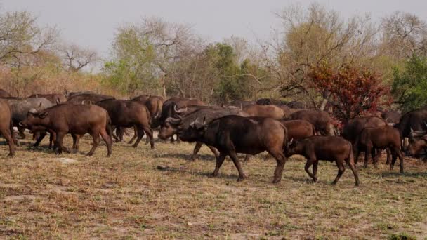 草の上にアフリカの水牛の放牧の群れの広いショットとフレームの右側に向かって歩くと 南アフリカで暑い日の間に様々な木に対して — ストック動画