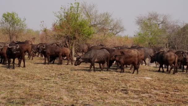 Güney Afrika Sıcak Bir Günde Safaride Buffaloları Ayakta Dışarıda Yürürken — Stok video