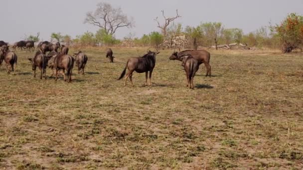 Bufalo Antilopları Gösteren Safaride Ayakta Duran Yürüyen Otlayan Çeşitli Ağaçlara — Stok video