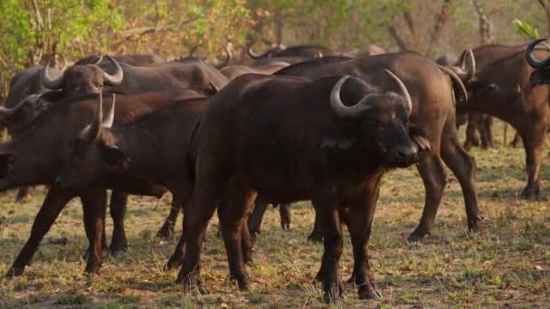 南アフリカの草原を歩く水牛の群れの昼間のワイドショット — ストック動画
