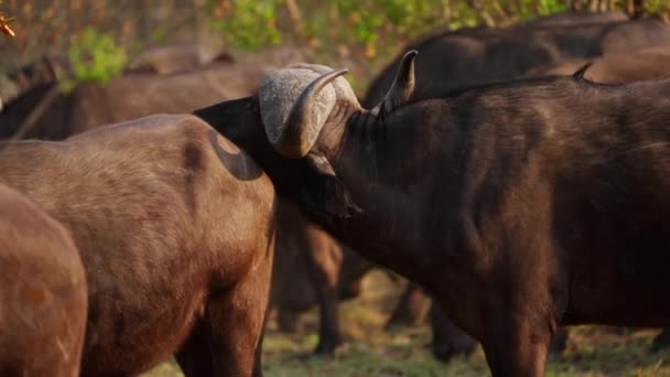 Afrika Safarisinde Gündüz Vakti Sürüsünün Ortasında Duran Bir Bufaloya Odaklanmış — Stok video