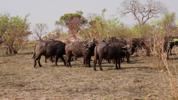 Güney Afrika Sıcak Bir Günde Safaride Ayakta Duran Dışarıda Yürüyen — Stok video