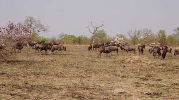 Afrika Daki Bir Safaride Gündüz Vakti Ayakta Duran Yürüyen Koşan — Stok video