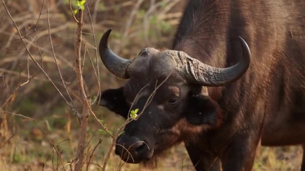 Güneşli Bir Afrika Safarisinde Yapraksız Çalıların Arasında Yürüyen Burnunu Yalayan — Stok video