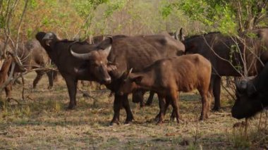 Geniş açı, Afrika 'da bir safaride çalıların arasında sallanan bir bufalo sürüsünü ve bir buzağıyı gösteriyor.