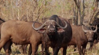 Bir bufalo sürüsünün ayakta durduğunu ve kırmızı gagalı bir öküzün bir Afrika safarisinde bir bufalonun üzerinde uçup durduğunu gösteren geniş bir çekim.