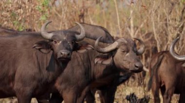 Afrika safarisinde diğer bufalolarla birlikte kameraya bakan bir bufalo.