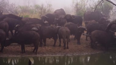 Bir Afrika safarisinde nehir kenarında duran bir bufalo sürüsünü göstererek soldan sağa hareket eden bir çekim.