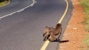 İki genç babun ağır çekimde karşıdan karşıya geçerken birbirleriyle oynuyorlar.