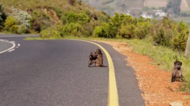 Bir diğeri kameraya bakarken, iki genç babunun yol kenarında kavga edişinin yavaş çekim görüntüsü.