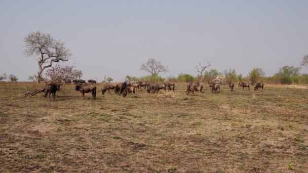Wide Shot Group Wildebeest Standing Walking Grass Daytime African Safari — Stock Video