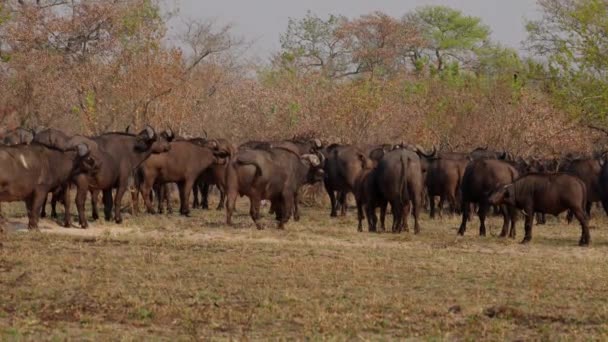 Disparo Diurno Manada Búfalos Caminando Safari Pastando Ramas Árboles Con — Vídeos de Stock