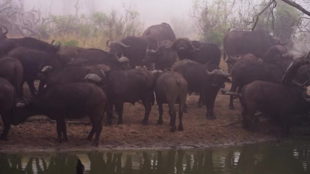 アフリカのサファリに川沿いに立っている水牛の群れを示す左から右に移動するパンショット — ストック動画