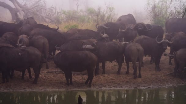 Pan Shot Bergerak Dari Kiri Kanan Menunjukkan Kawanan Kerbau Berdiri — Stok Video
