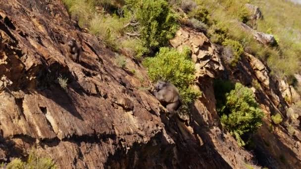一只年轻的狒狒在陡峭的山坡上被一只成年狒狒缓慢地追赶着 — 图库视频影像