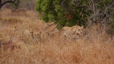 Bir Afrika safarisinde bir aslan ve yavrularını kuru otların üzerinde yürürken gösteren bir gündüz çekimi.