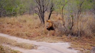Tek bir aslanın gündüz çekimleri. Bitki ve ağaçların arasından geçip Afrika safarisinde piste çıkıyor.